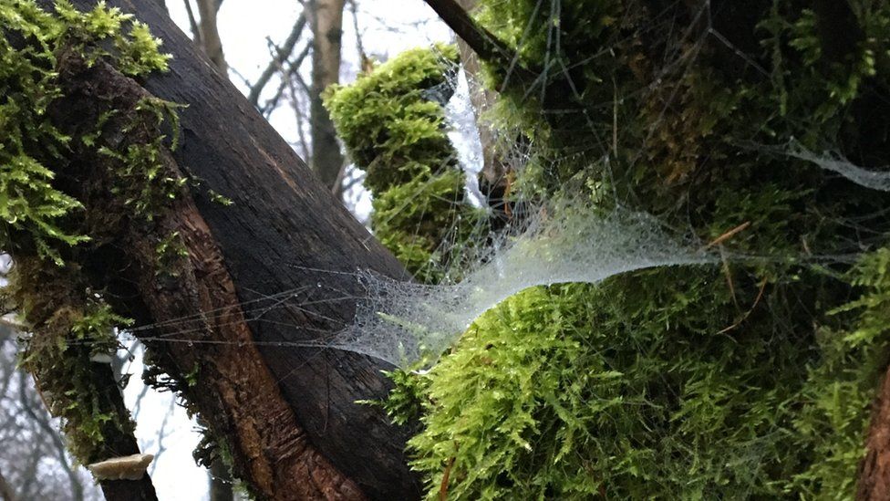 Moisture glistening on a spider's web, on a moss-covered tree