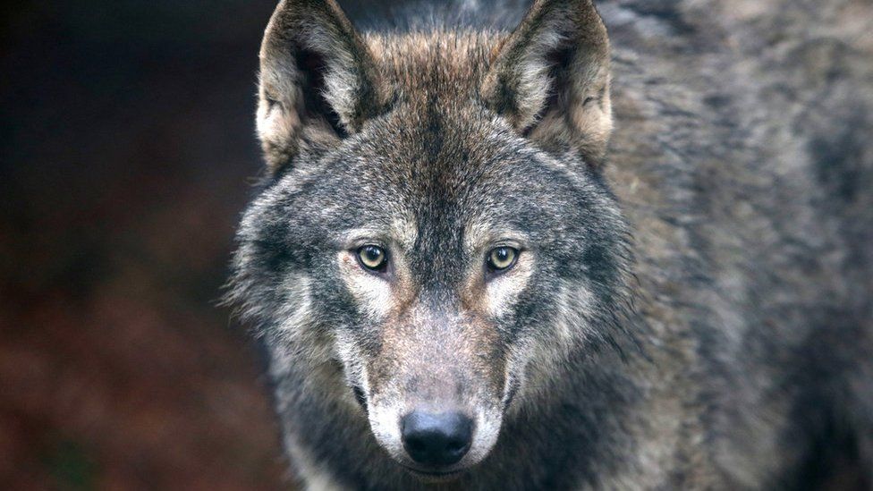A grey wolf