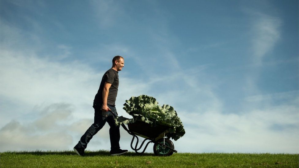 A-man-pushing-cabbage-in-wheelbarrow.
