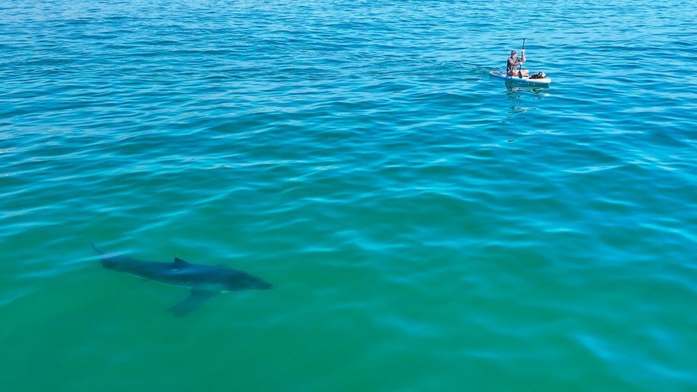 A great white shark near a person in a canoe