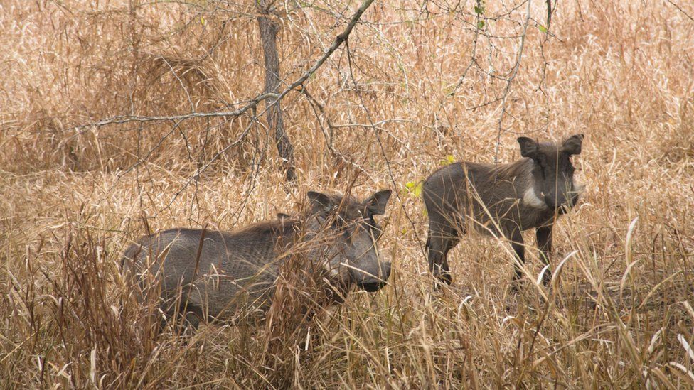 Warthogs in the Gorongosa National Park