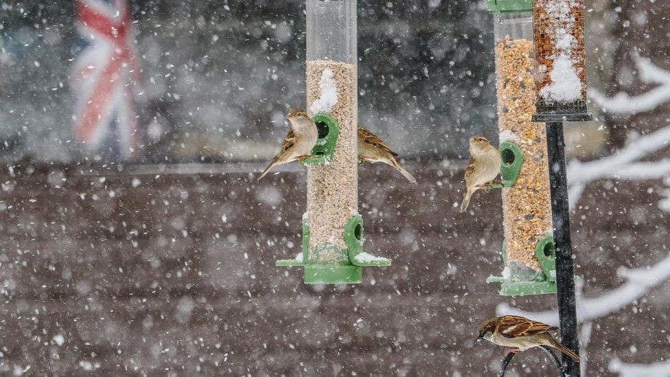 Birds on a feeder in Buxton