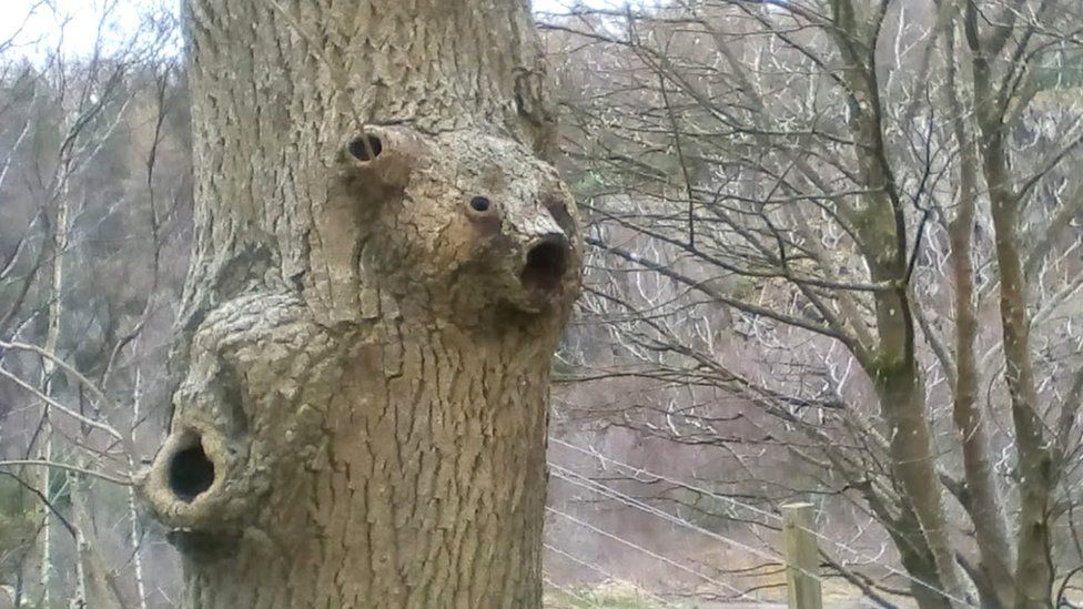 Face of bear in tree