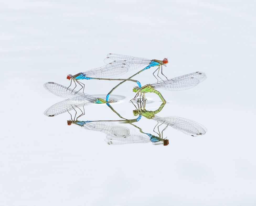 A close up photo of two damselflies on the surface of water