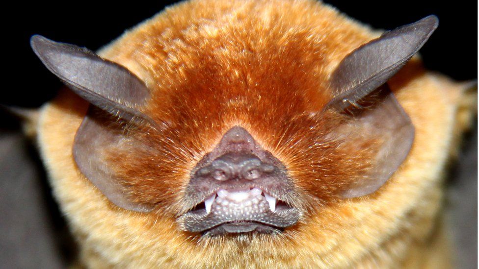 Parnell's mustached bat is an insectivorous bat native to North, Central and South America