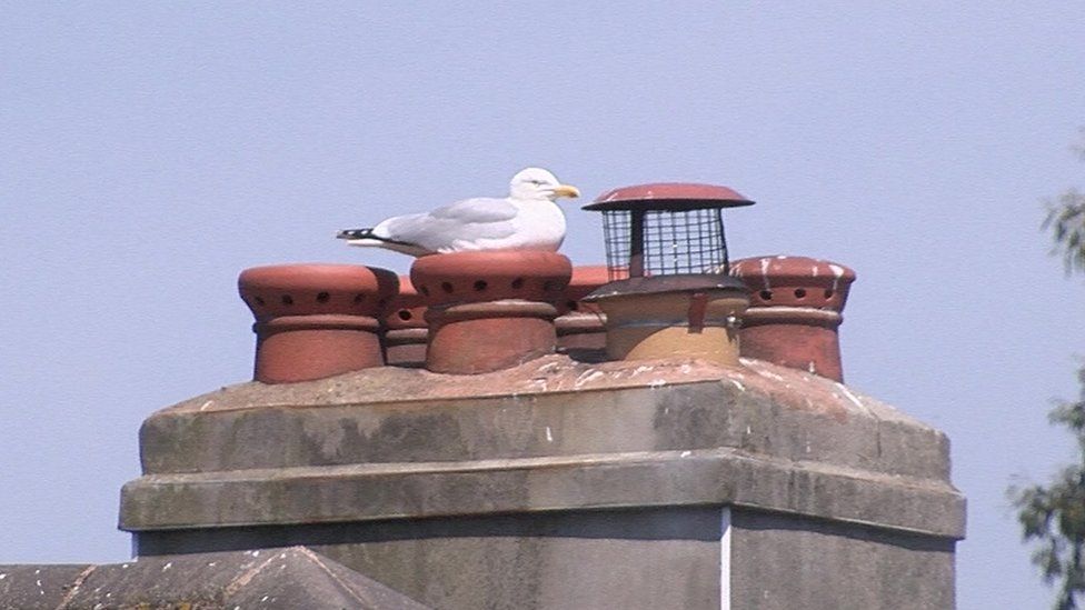 Gull on roof