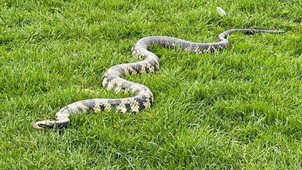 Facebook debate sparked after man seen taking pet snakes to