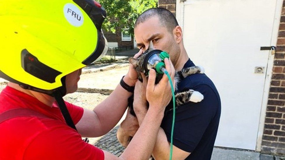 Cat with oxygen mask