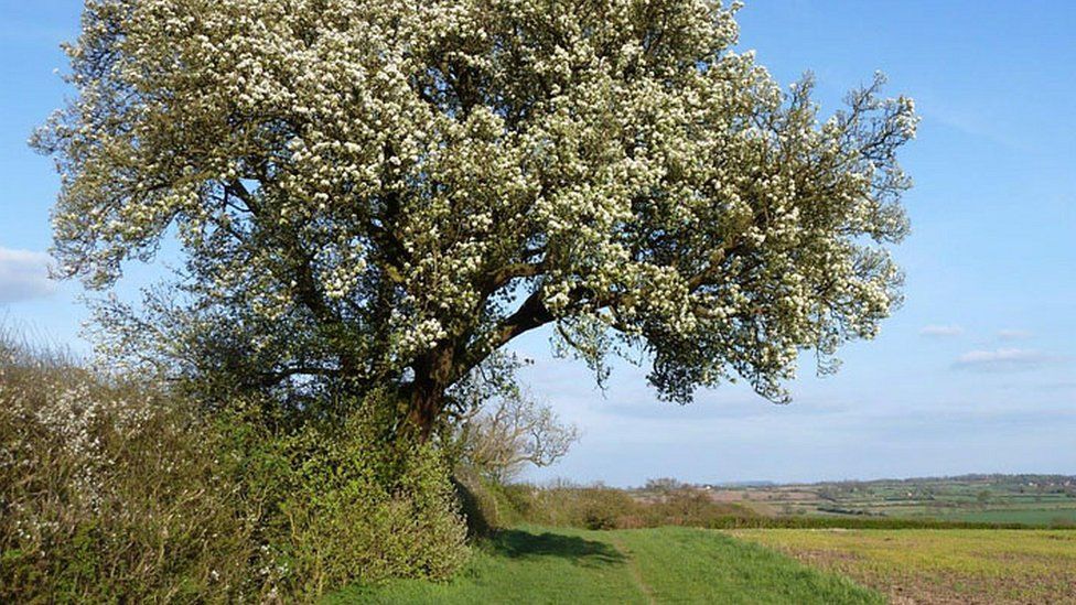The Cubbington Tree has been deemed the country's favourite in a poll