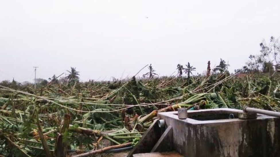 The storm has uprooted thousands of coconut trees