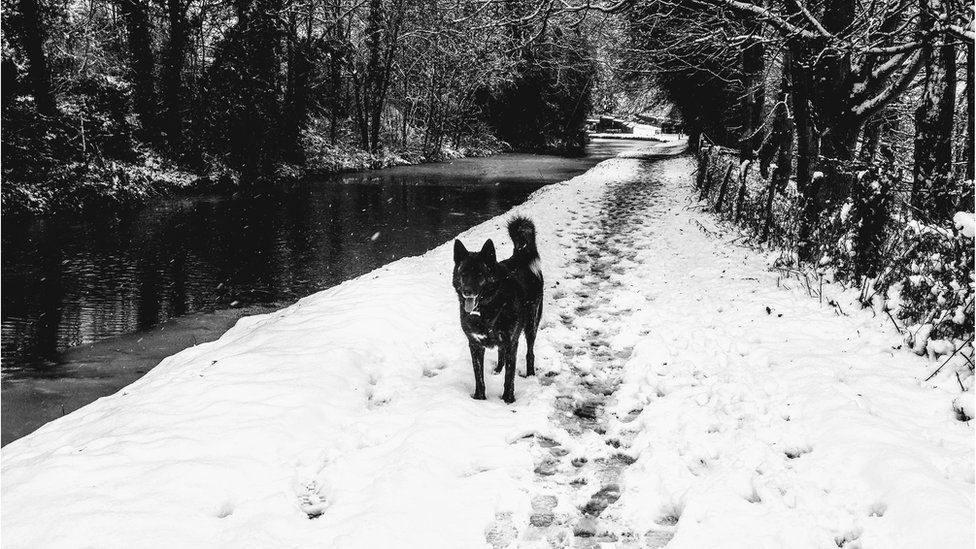 Mutley enjoying his afternoon walk alongside a canal in Llangynidr, Powys