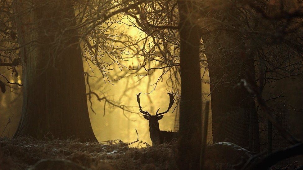 Deer in forest silhouette