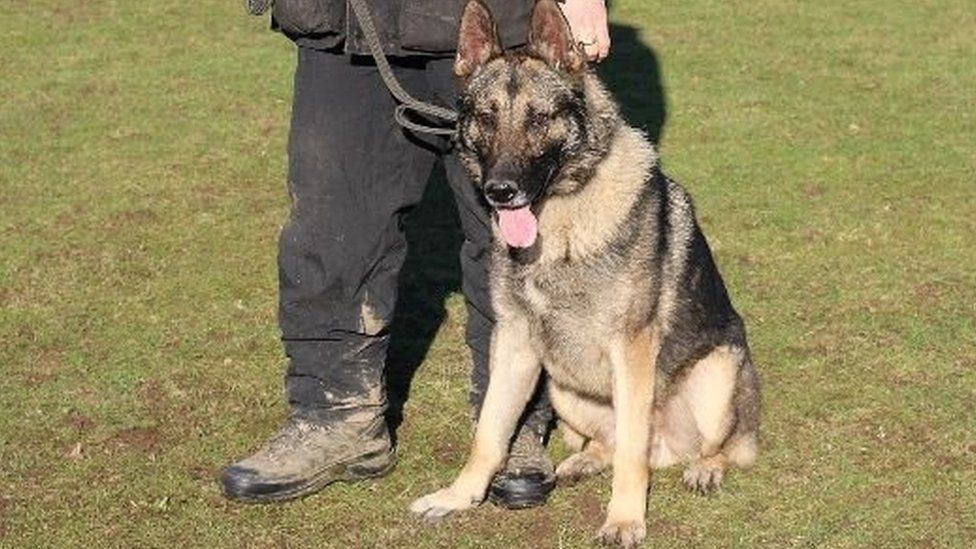 Audi with his handler
