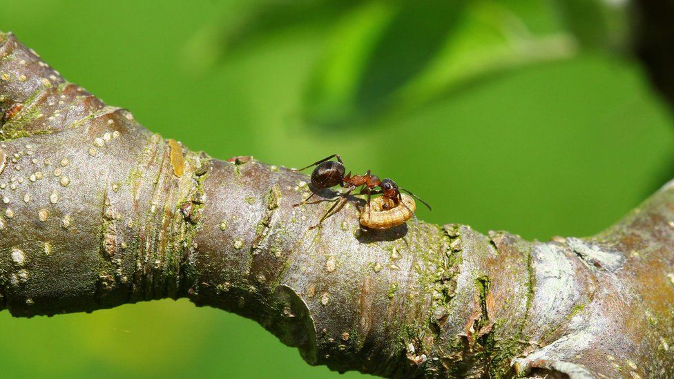 A wood ant eating moth larvae