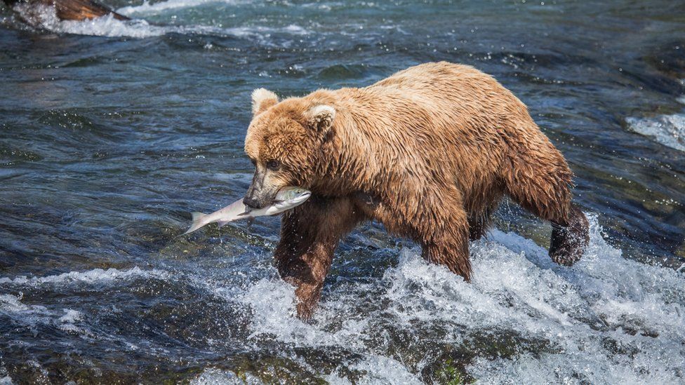 A bear hunts with a salmon in its mouth