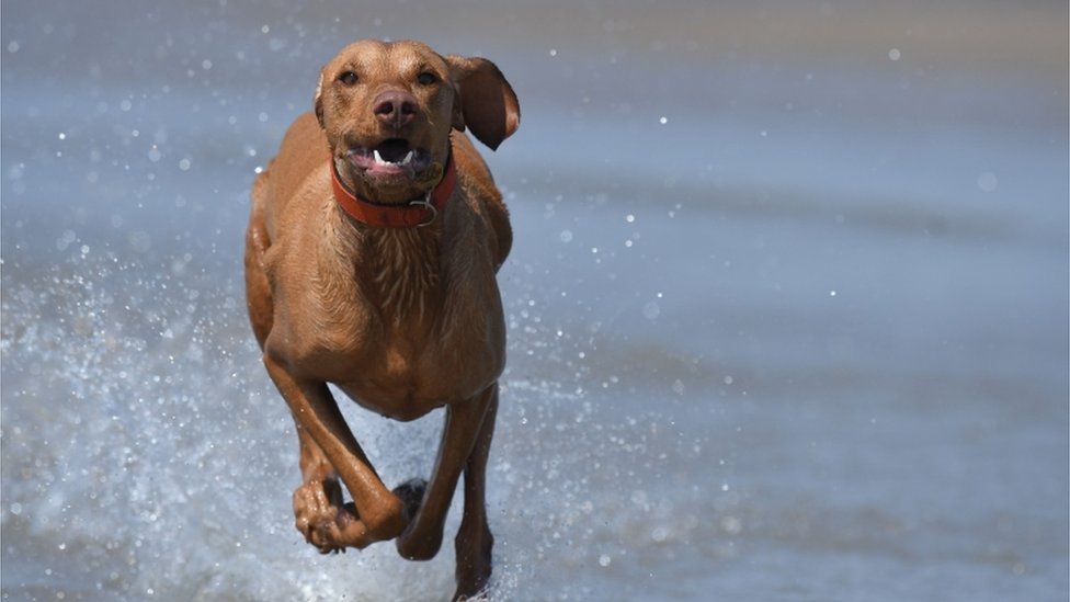 A dog runs through shallow water by the sea in Camber Sands, East Sussex