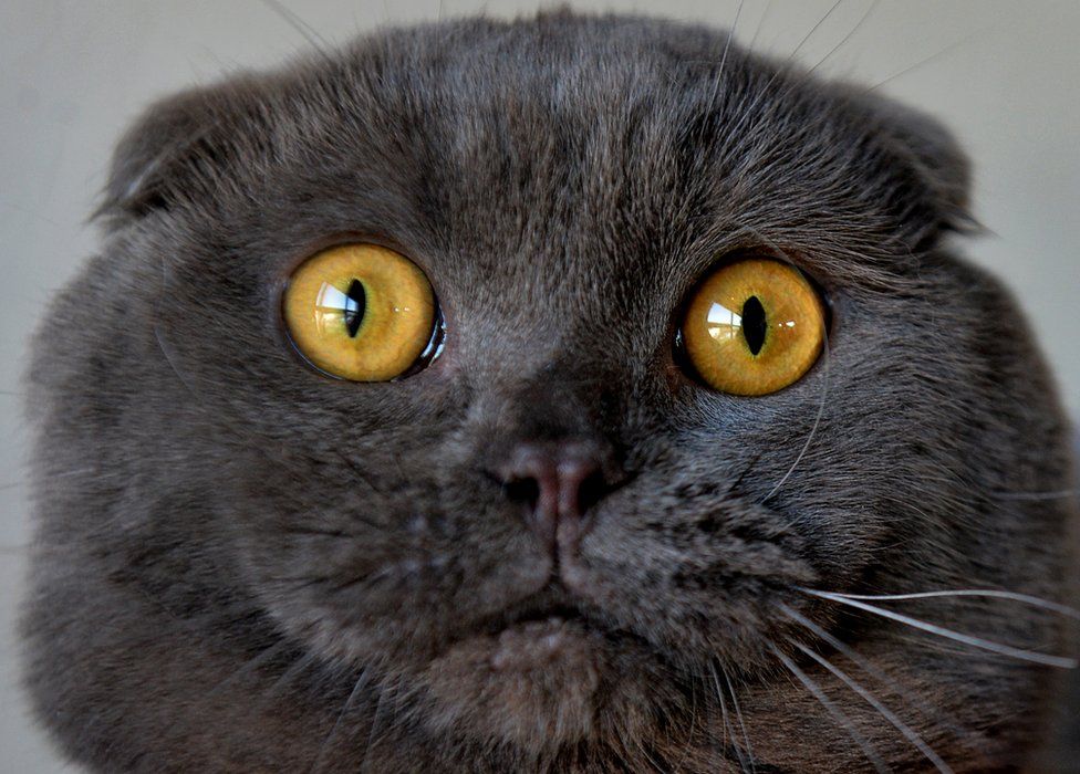 A Scottish Fold cat is pictured during a cat exhibition in Bishkek on March 20, 2016