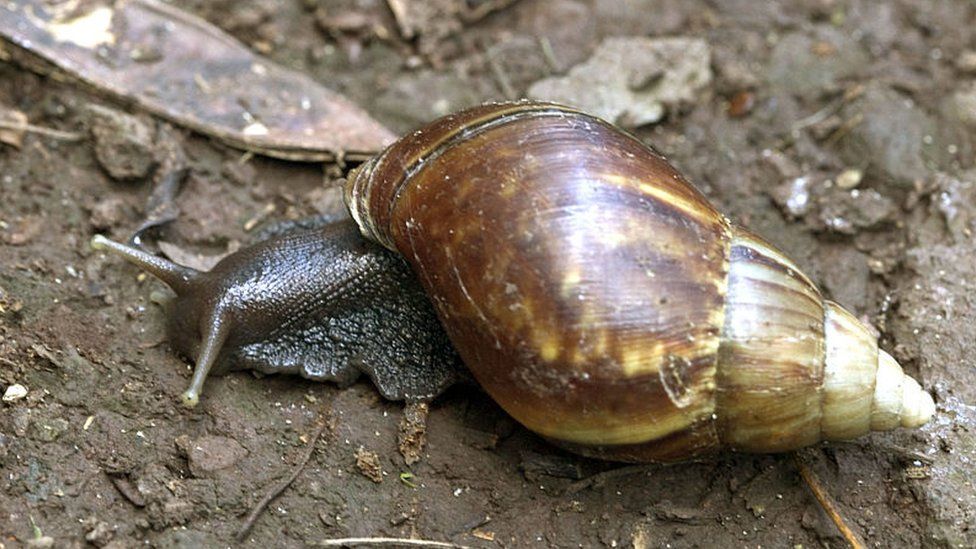 A Giant African Snail, native to east Africa, eats vegetation on the Kealea hiking trail May 18, 2004 in Waialua, Hawaii.