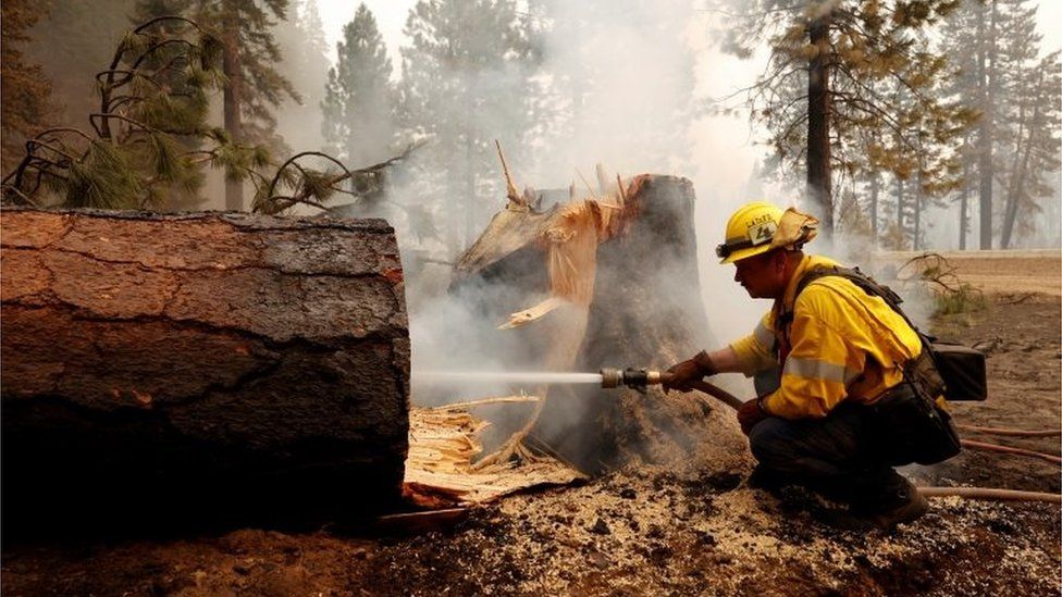 Пожарный тушит пожар у основания дерева, срубленного во время тушения огня Дикси