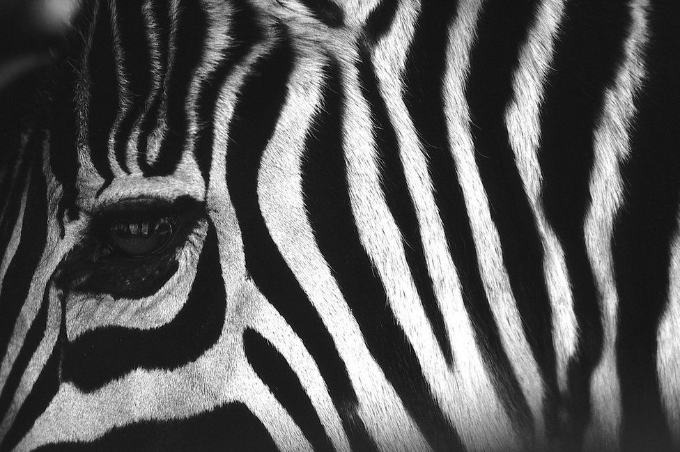 A zebra's eye close up