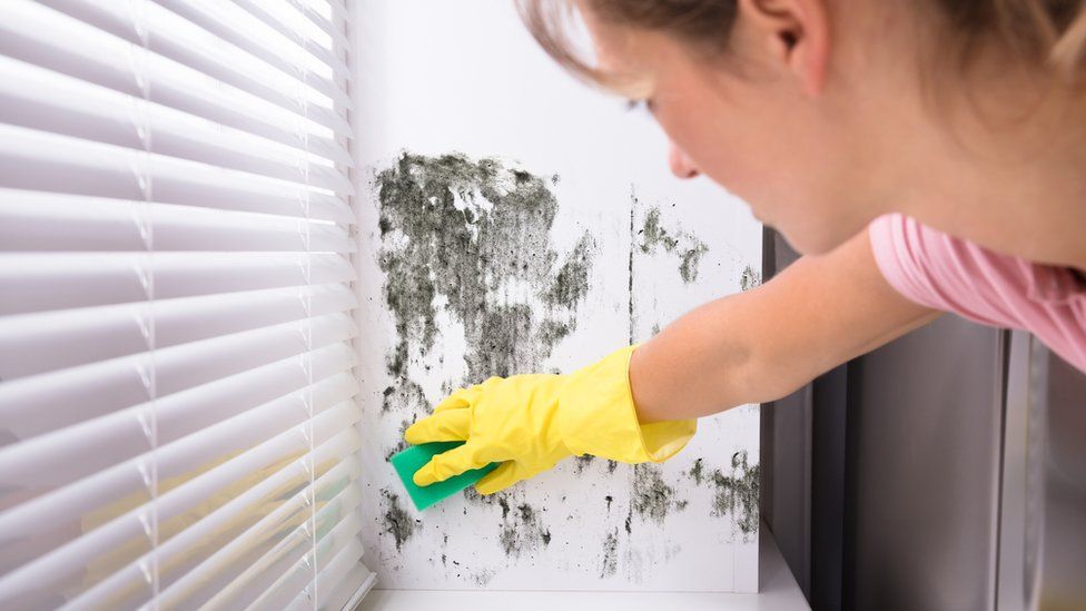Woman clearing mould from wall