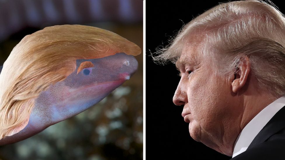Composite image showing the Dermophis donaldtrumpi with photoshopped hair, and US President Donald Trump