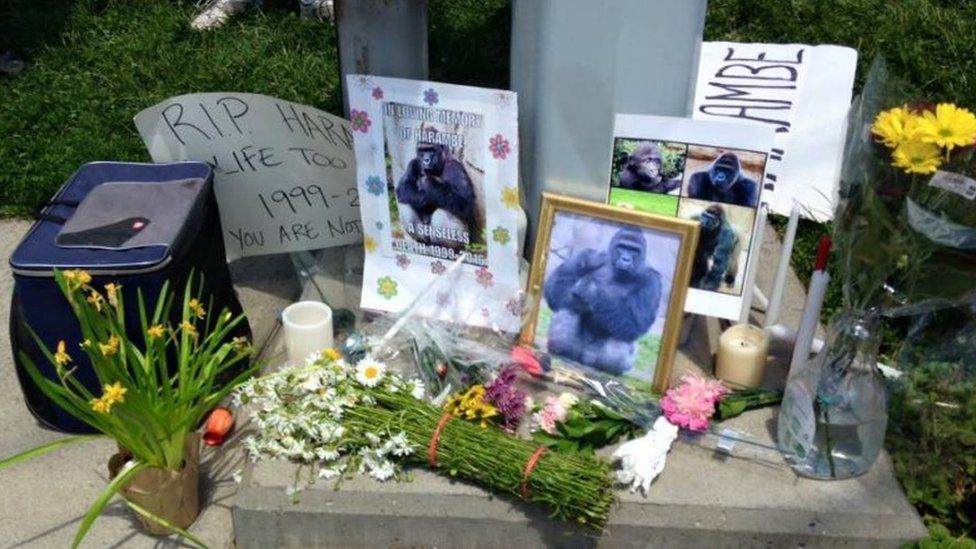 Justice for Harambe memorial picture