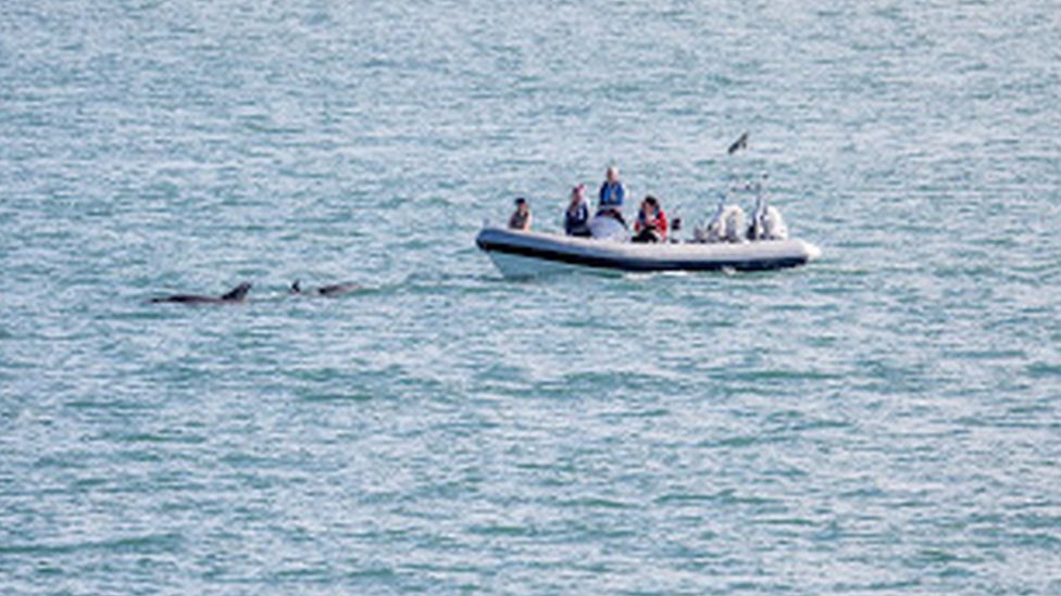 Boat in the water with dolphins