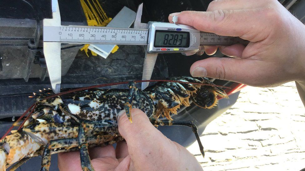 A lobster shell being measured