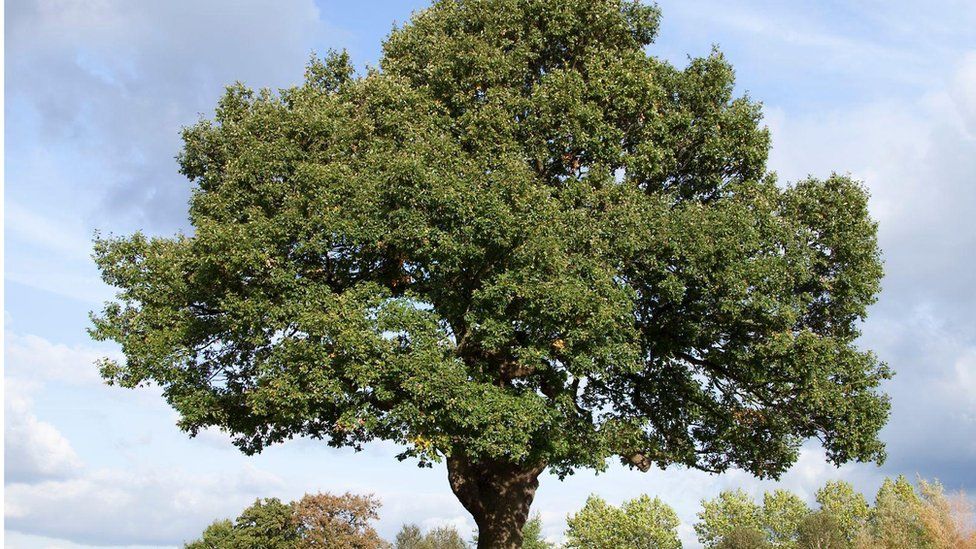 Oak tree in Cheadle Cheshire