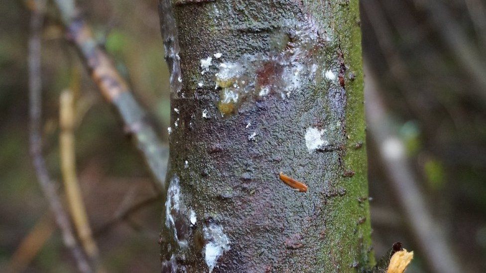 Example of Phytopthora pluvialis lesions on a tree stem