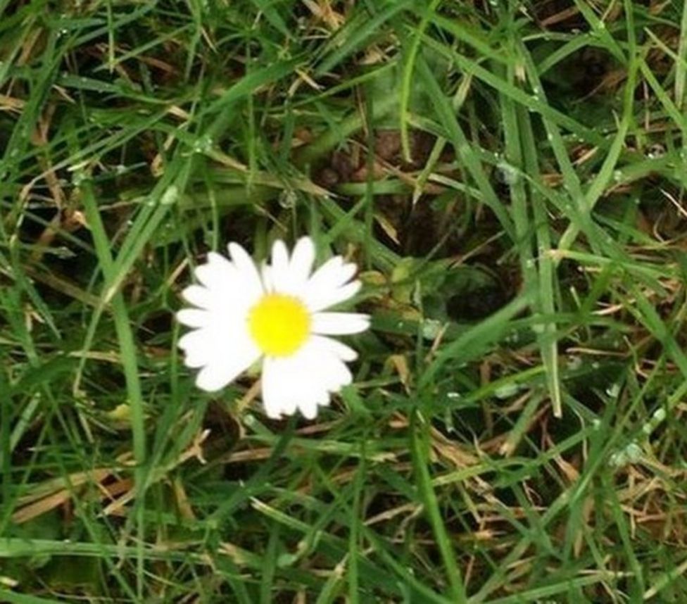 It's beginning to look a lot like spring - BBC News