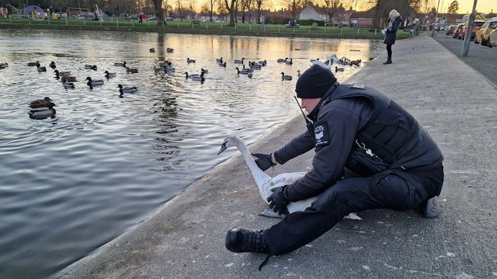 Police officer releasing cygnet into The Crammer in Devizes