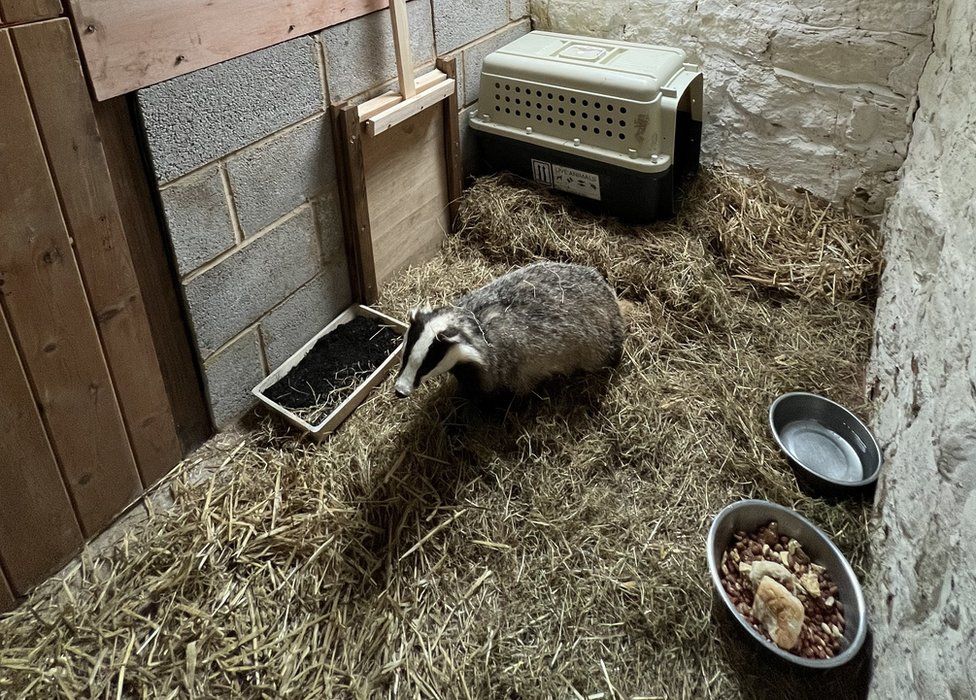 Badger in an enclosure