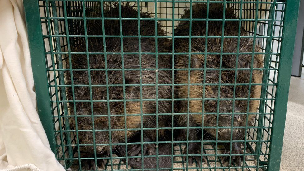 Two beavers in a green cage