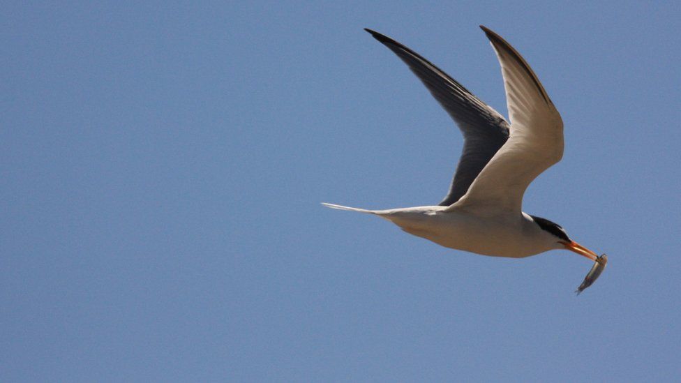 Little Tern in flight, carrying a fish