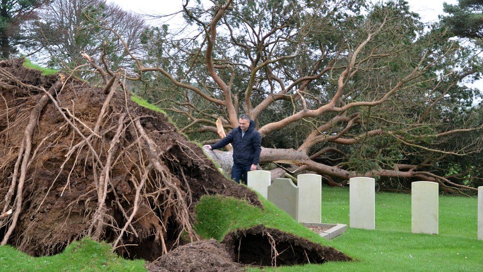 A large tree has fallen at Pembroke Dock Military Cemetery