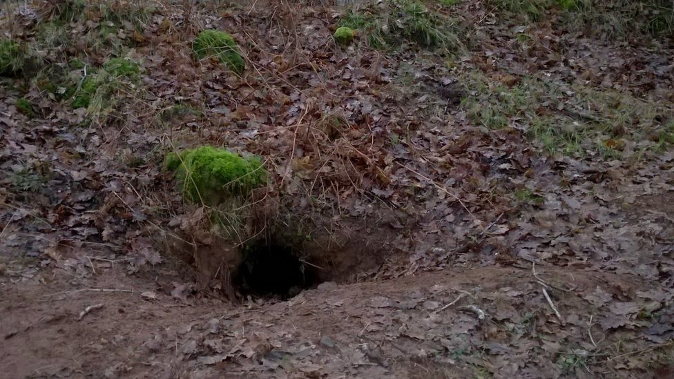 Badger sett entrance