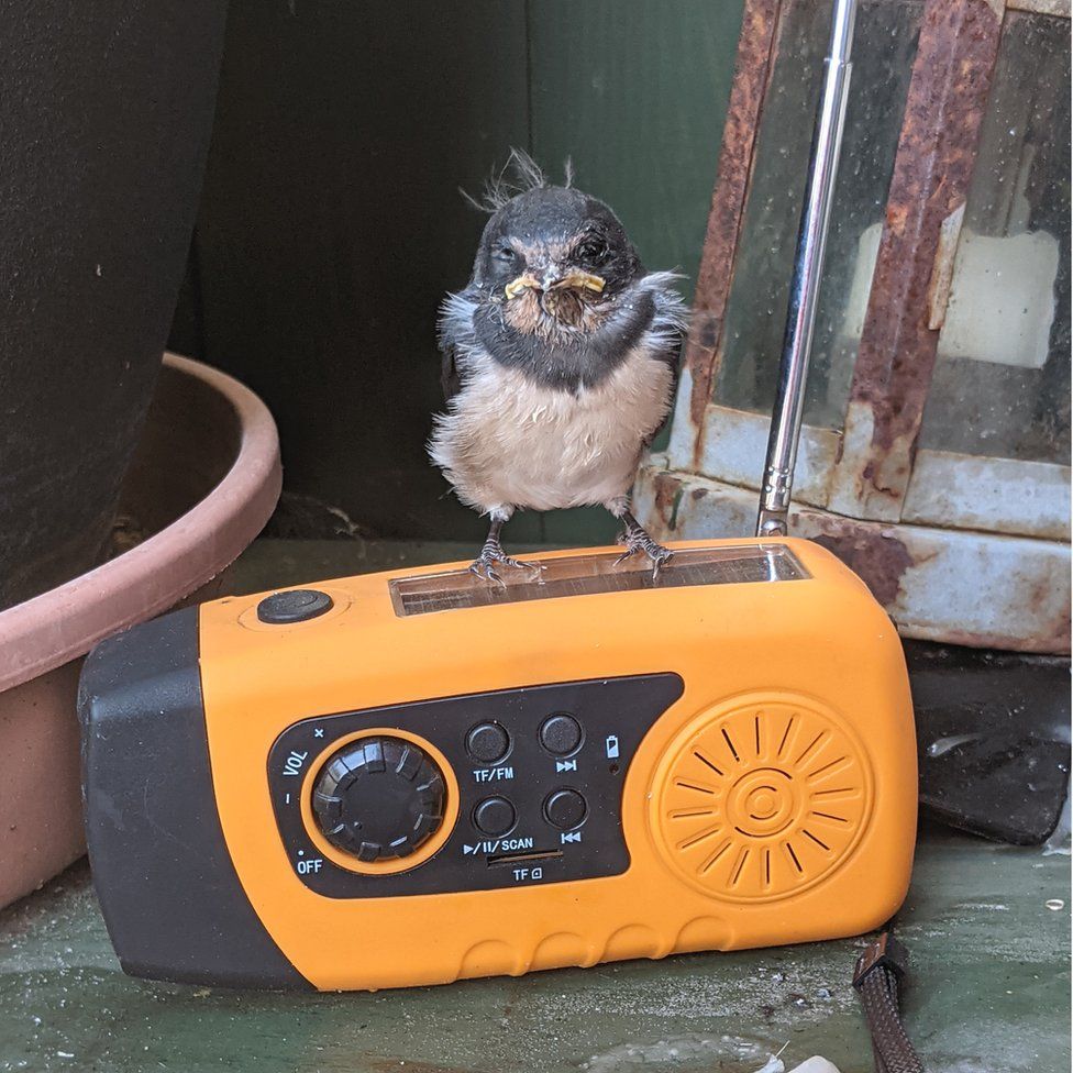 Swallow chick on radio