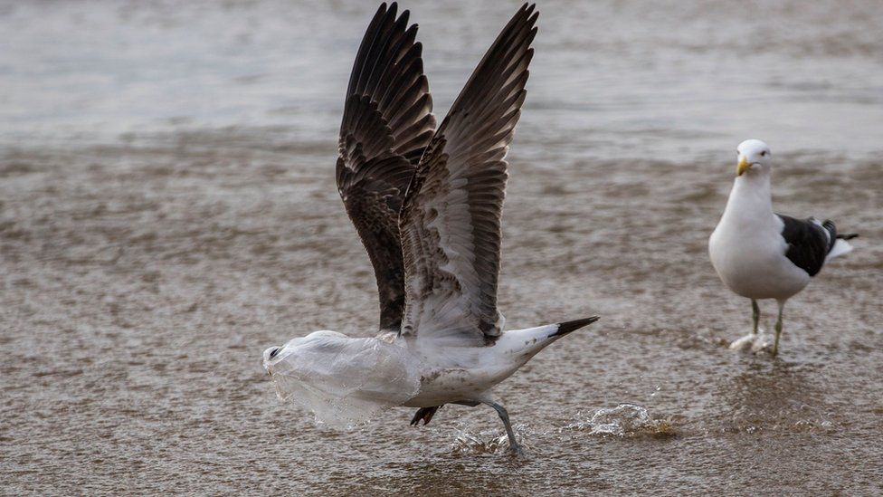 A seagull struggles to take flight covered by a plastic bag, on the seashore at Caleta Portales beach in Valparaiso, Chile on July 17, 2018