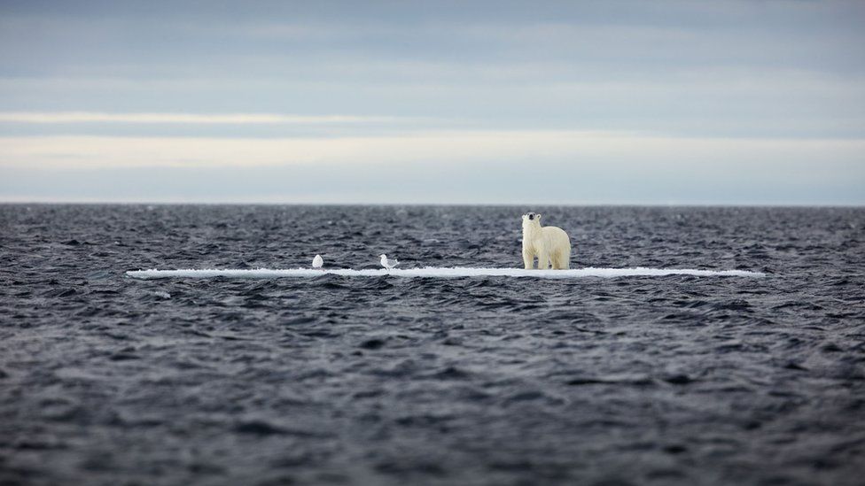 Polar bear on ice surrounded by water