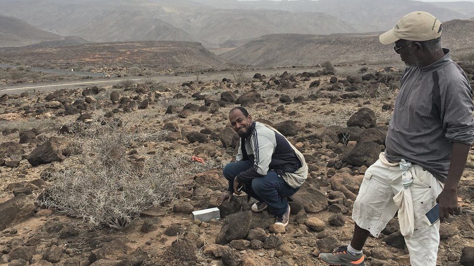 Discovery of Somali sengi