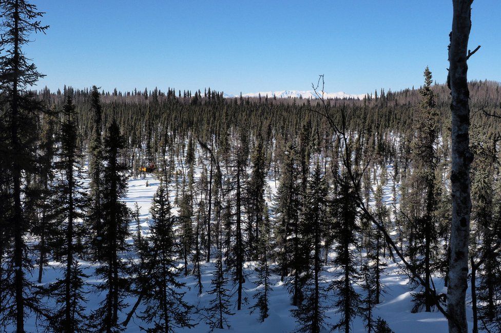 The Alaskan trees and landscape