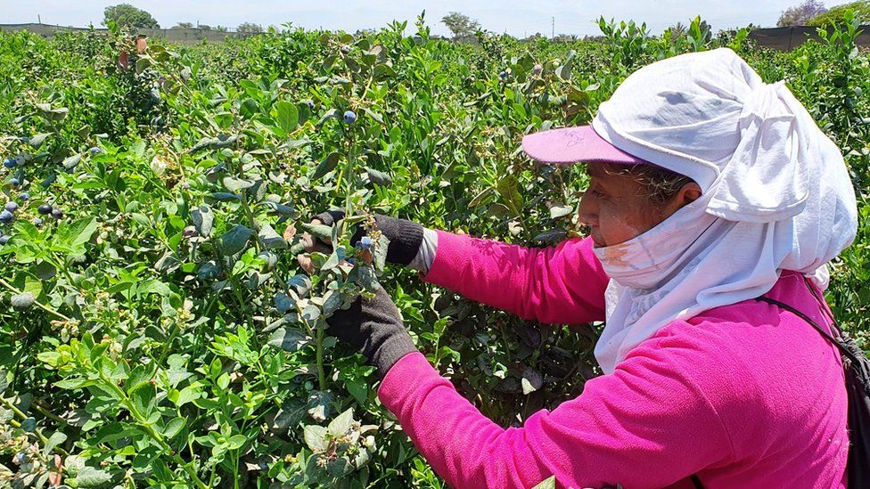 Peruvian female farmer picking blueberries
