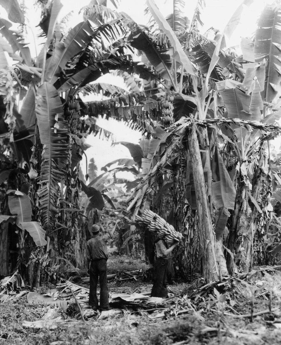 A worker on a banana plantation in Guatemala in the 1950s