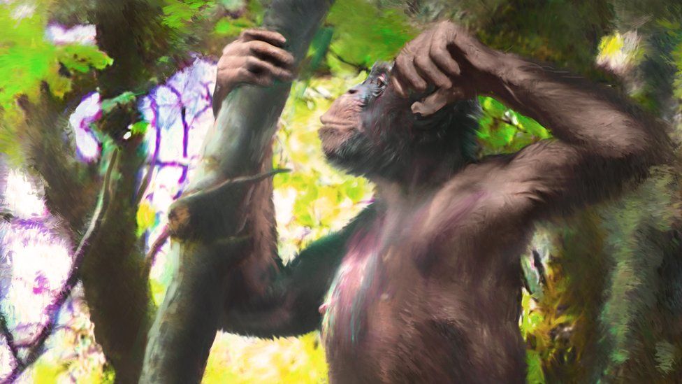 What the ape might have looked like