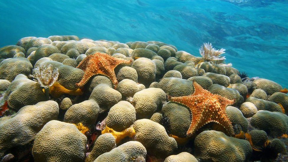 The starfish's whole body is a head