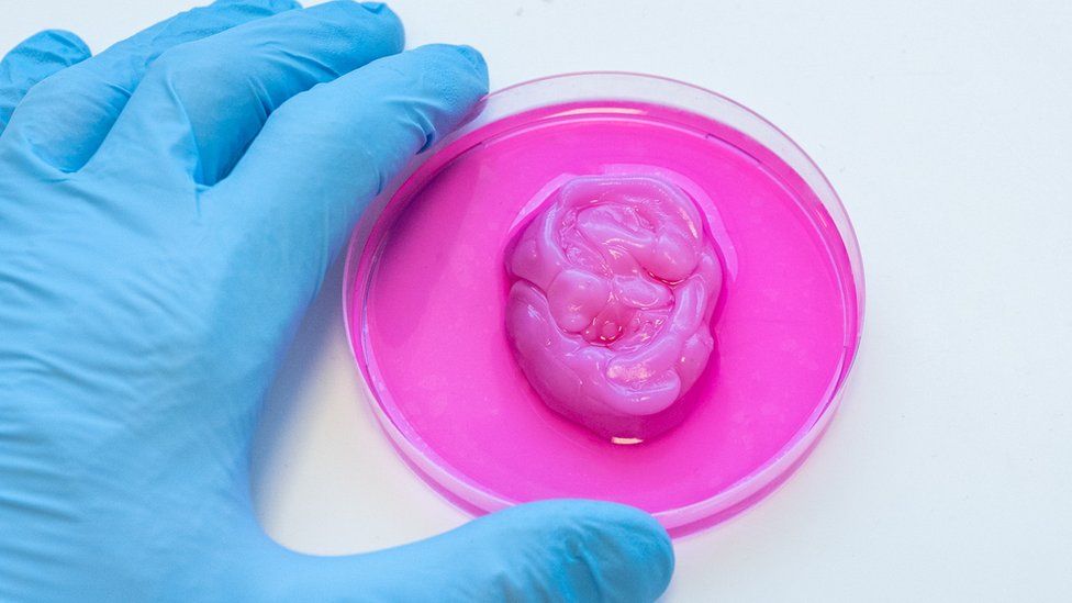 A close-up of a bioprinted ear at the Institute of Life Sciences at Swansea University