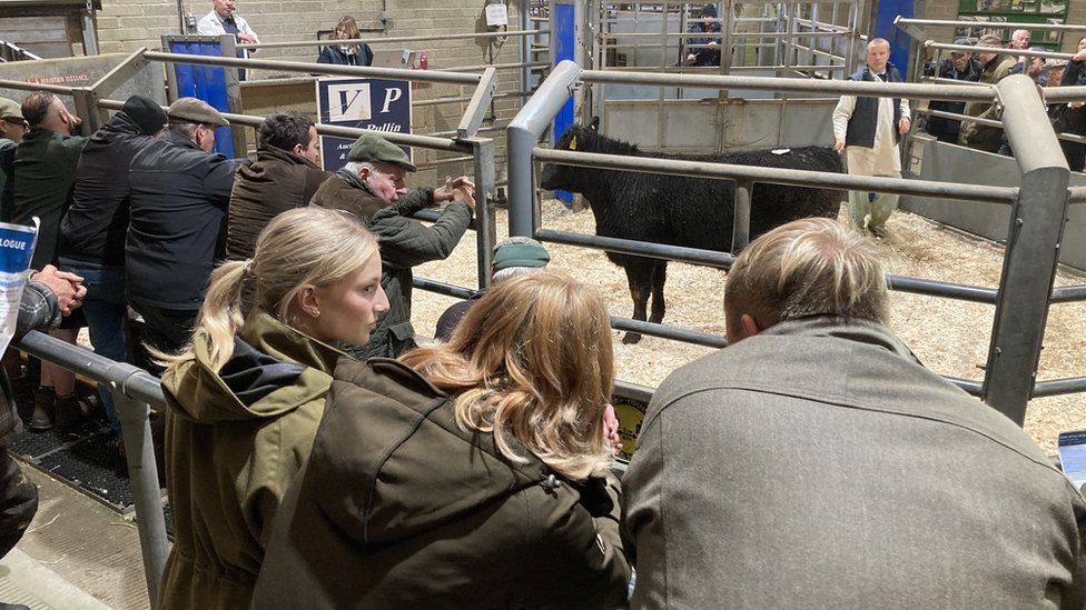 Caleb at the cattle market with some students