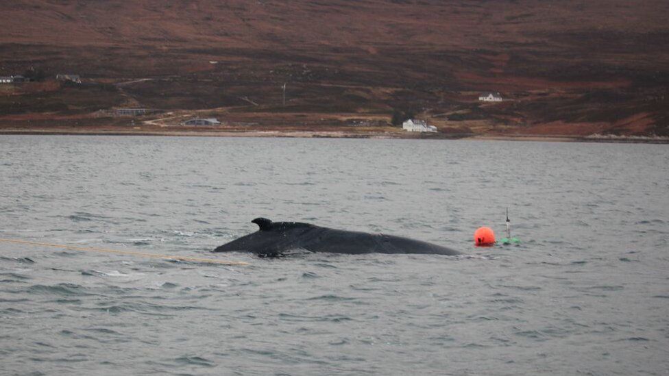 Scottish tests of 'whale-friendly' fishing creels